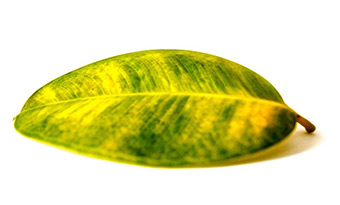 ゴムの木,葉が黄色くなる,原因,画像1