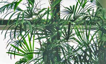 棕櫚竹,シュロチク,観音竹,カンノンチク,違い,見分け方,画像1