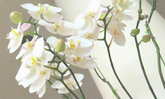 胡蝶蘭,花が終わったら,二度咲き,難しい,画像2