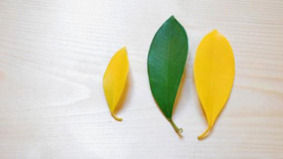 ガジュマル,葉が黄色くなる,原因,葉が落ちる,画像2