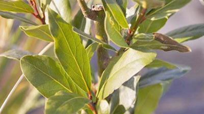 月桂樹,小さく育てる,鉢植え,育て方,画像1