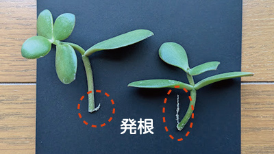 金のなる木,挿し木,水やり,画像2