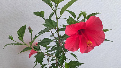 ハイビスカス,バッサリ,剪定後,画像3
