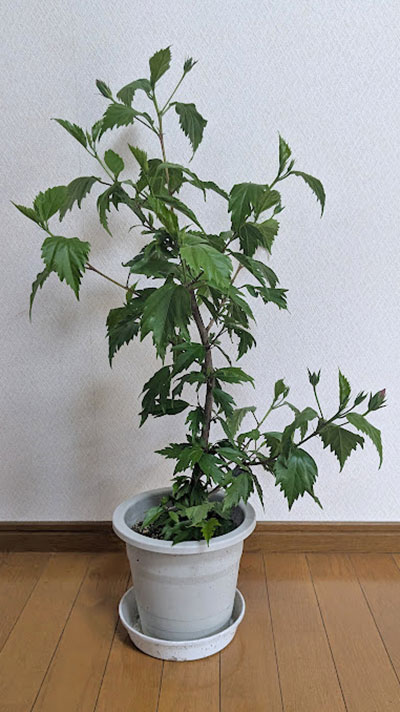 ハイビスカス,バッサリ,剪定後,画像1