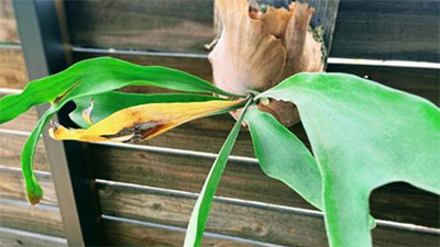 ビカクシダ,アリの巣,アリ植物,共生,対処法,画像2