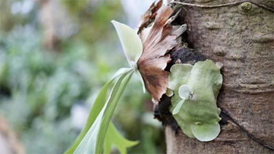 ビカクシダ,アリの巣,アリ植物,共生,対処法,画像1