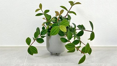 ピレア,ペペロミア,違い,見分け方,どっち,画像2