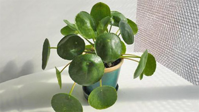 ピレア,ペペロミア,違い,見分け方,どっち,画像1