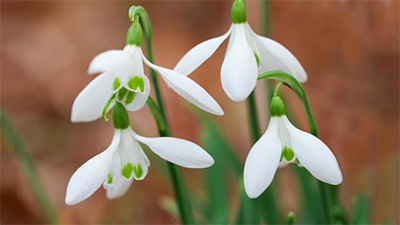 スノードロップに似た花,スノーフレーク,スズラン,違い,見分け方,画像1
