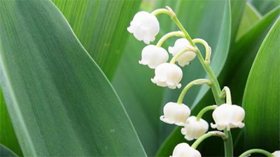 スノードロップに似た花,スノーフレーク,スズラン,違い,見分け方,画像3