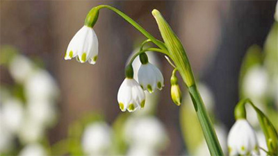 スノードロップに似た花,スノーフレーク,スズラン,違い,見分け方,画像2