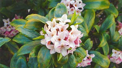 沈丁花,毒,犬,猫,危険,花,実,毒性,育て方,画像1