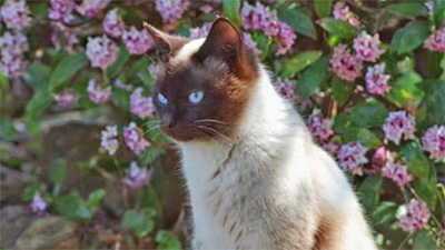 沈丁花,毒,犬,猫,危険,花,実,毒性,育て方,画像2