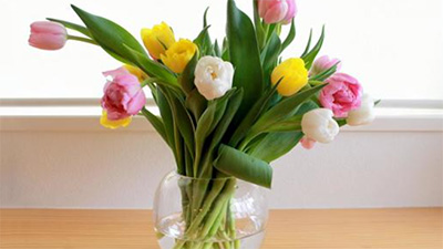 チューリップ,開きすぎ,原因,氷水,復活,長持ち,温度,画像2