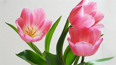 チューリップ,開きすぎ,原因,氷水,復活,長持ち,温度,画像1