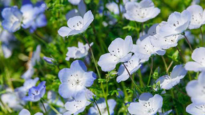 ネモフィラ,伸びすぎ,対策,倒れる,切り戻し,画像1