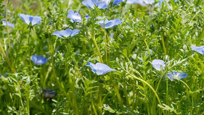 ネモフィラ,伸びすぎ,対策,倒れる,切り戻し,画像2