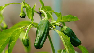 シシトウ,辛くなる,理由,見分け方,辛くしない,育て方,画像