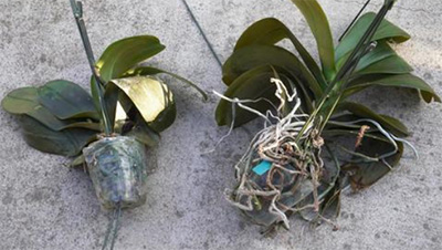 胡蝶蘭,根の色,水やり,タイミング,画像