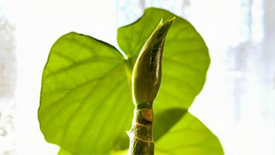 ウンベラータ,新芽が出ない,成長が止まった,剪定,画像1